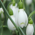 Galanthus Elwesii Snow Fox Snowdrops in% 